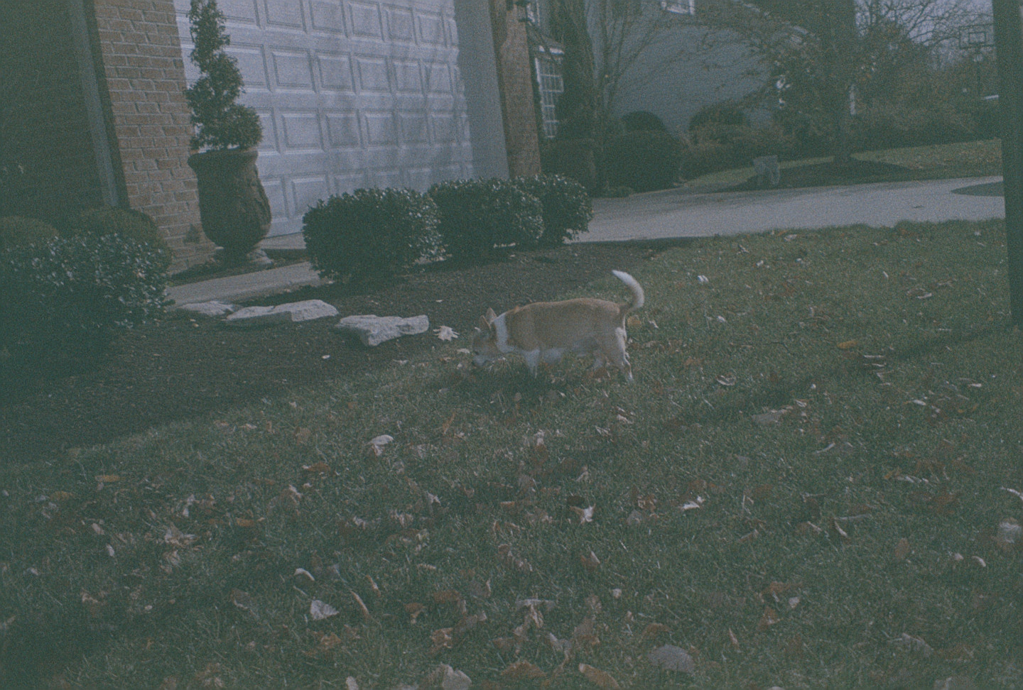 Jake in the Yard