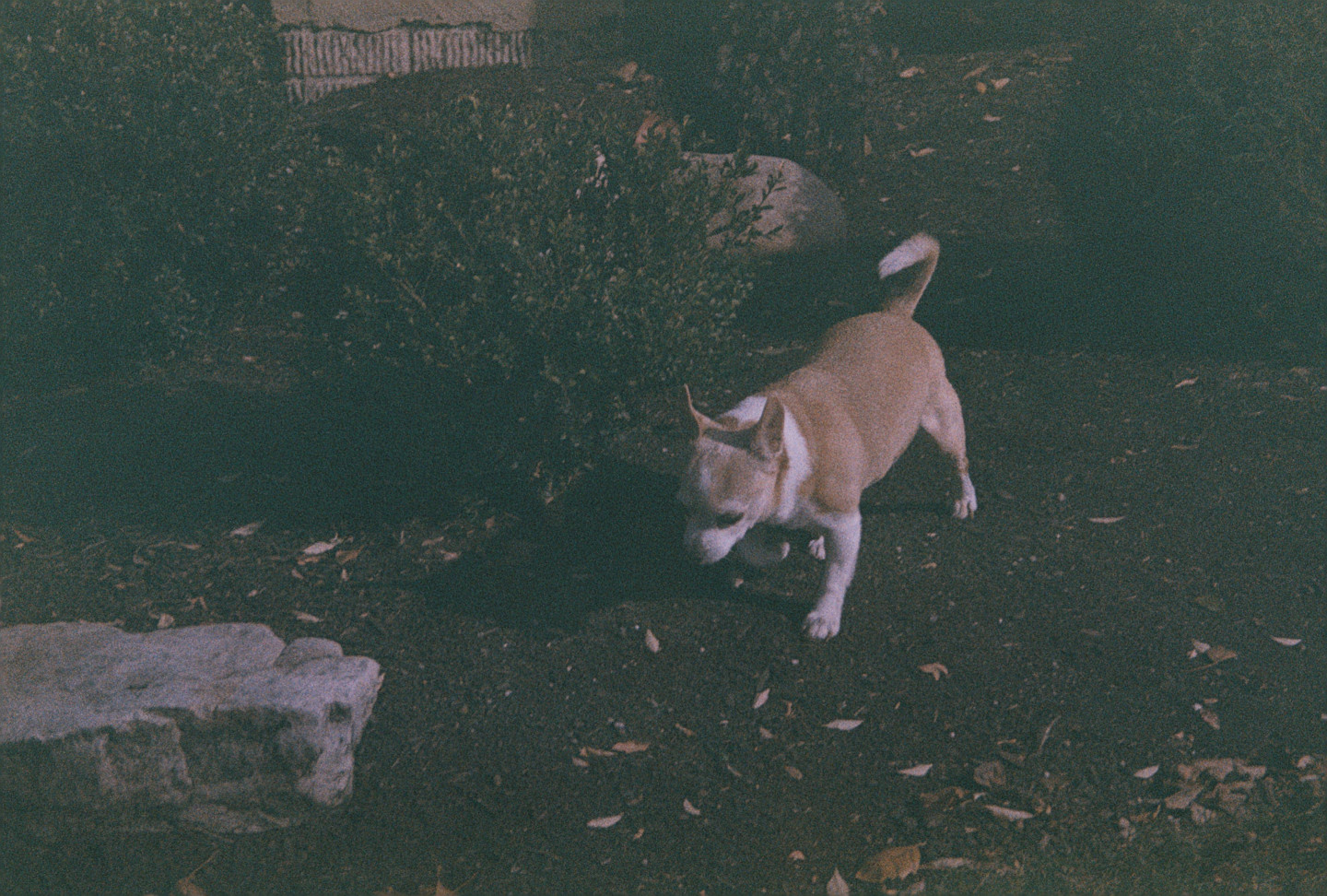 Jake in the Yard II