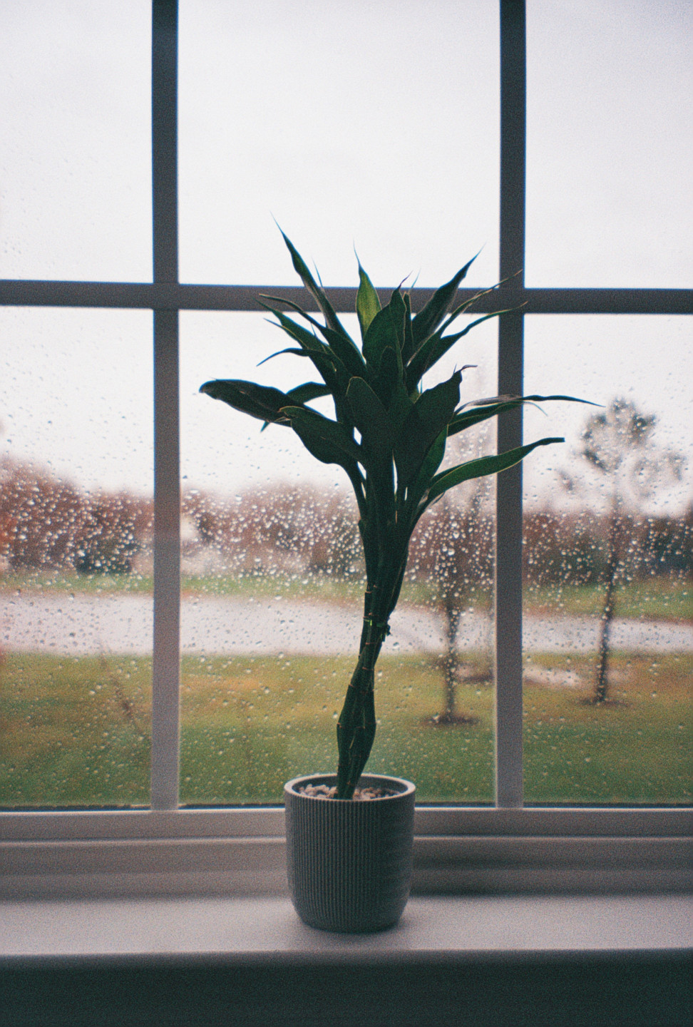 Bamboo