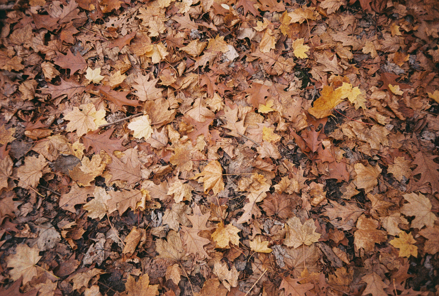 Leaves