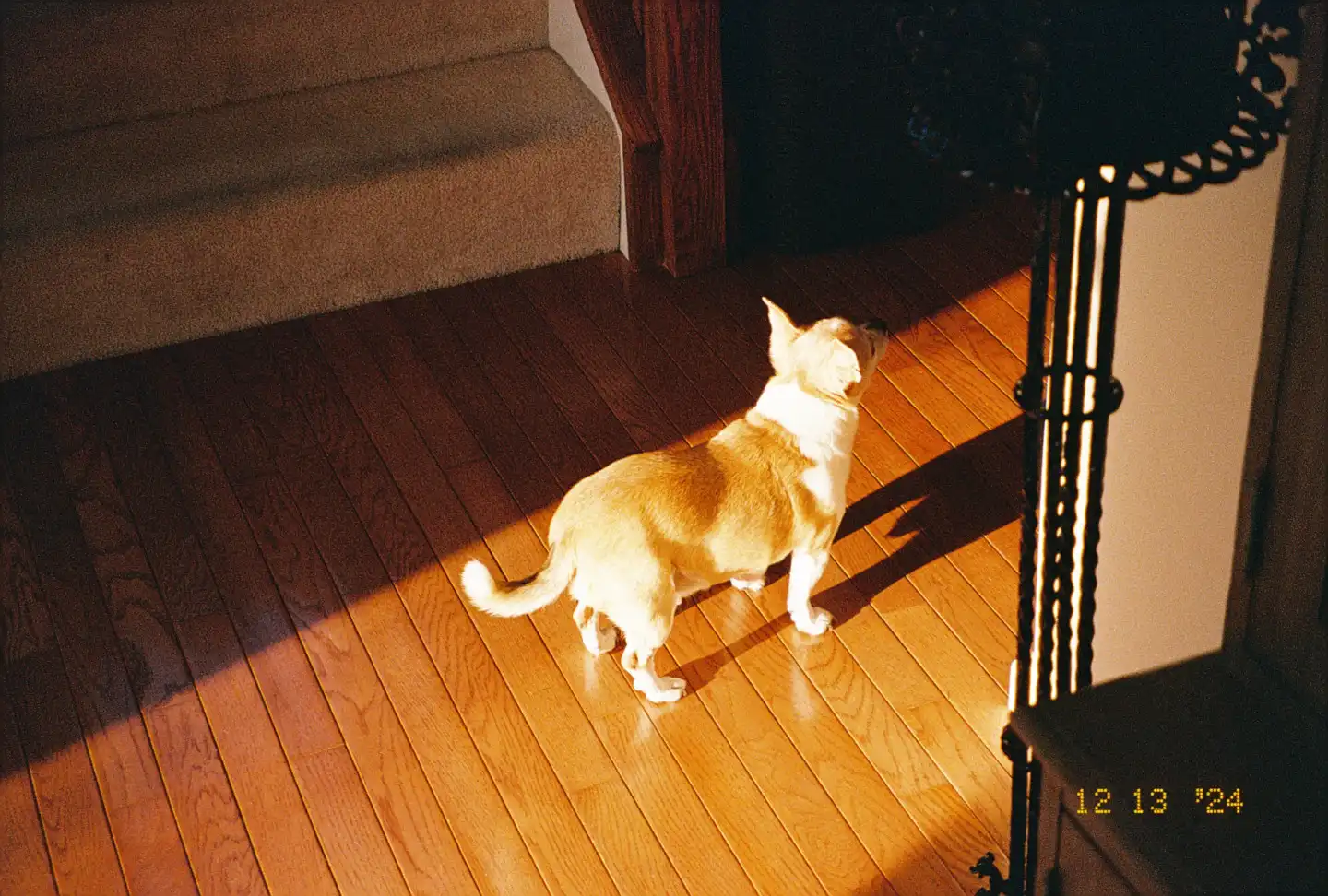 Jake the Sun Dog