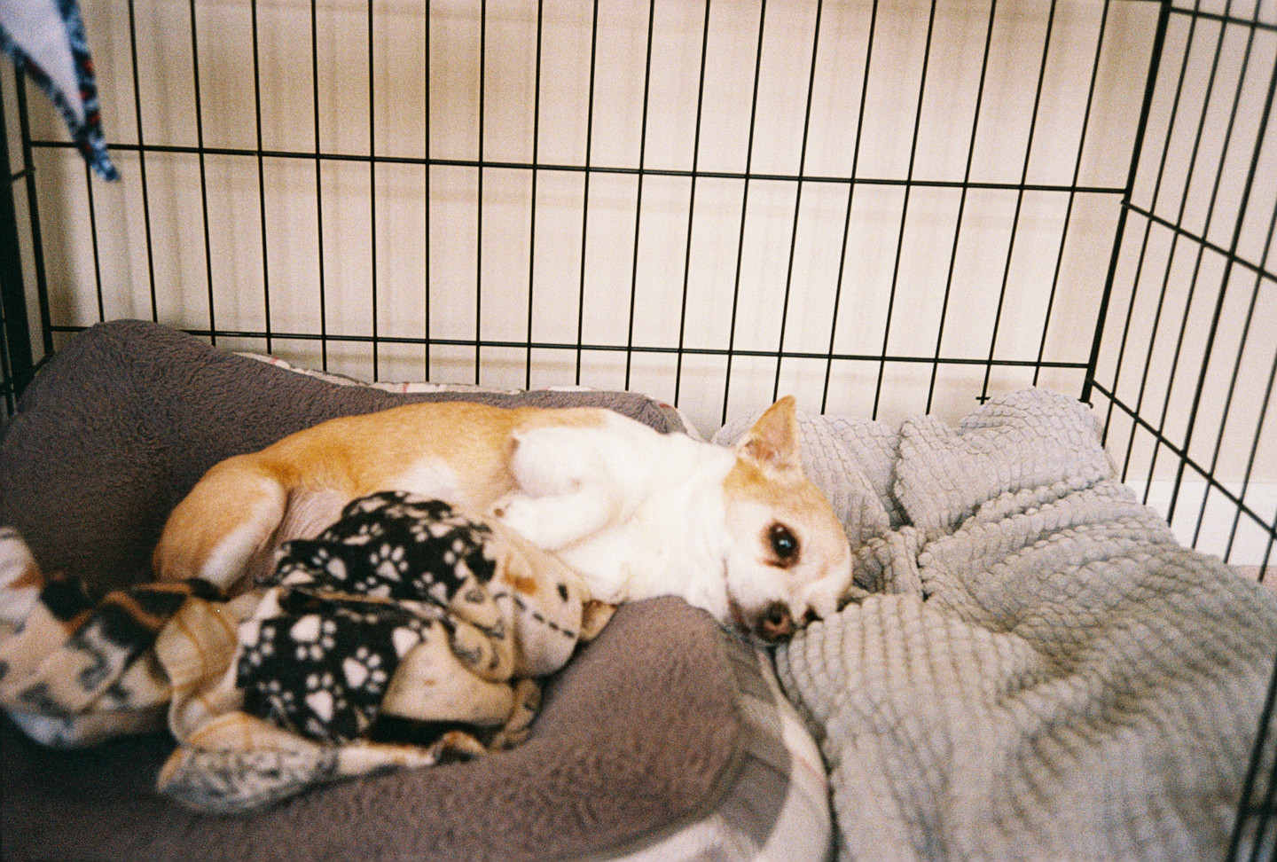 Jake in Bed