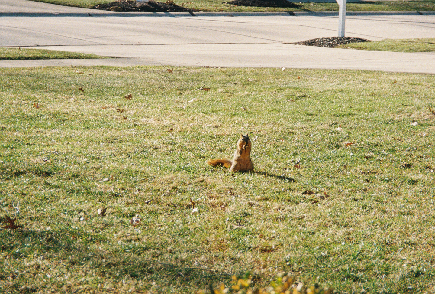 Squirrel