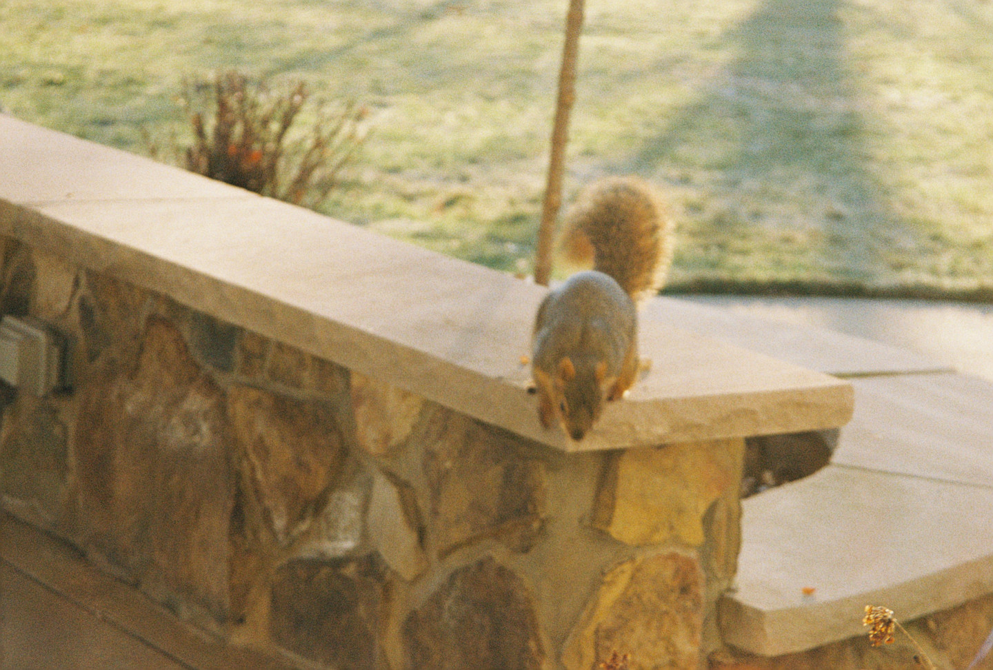 Squirrel II