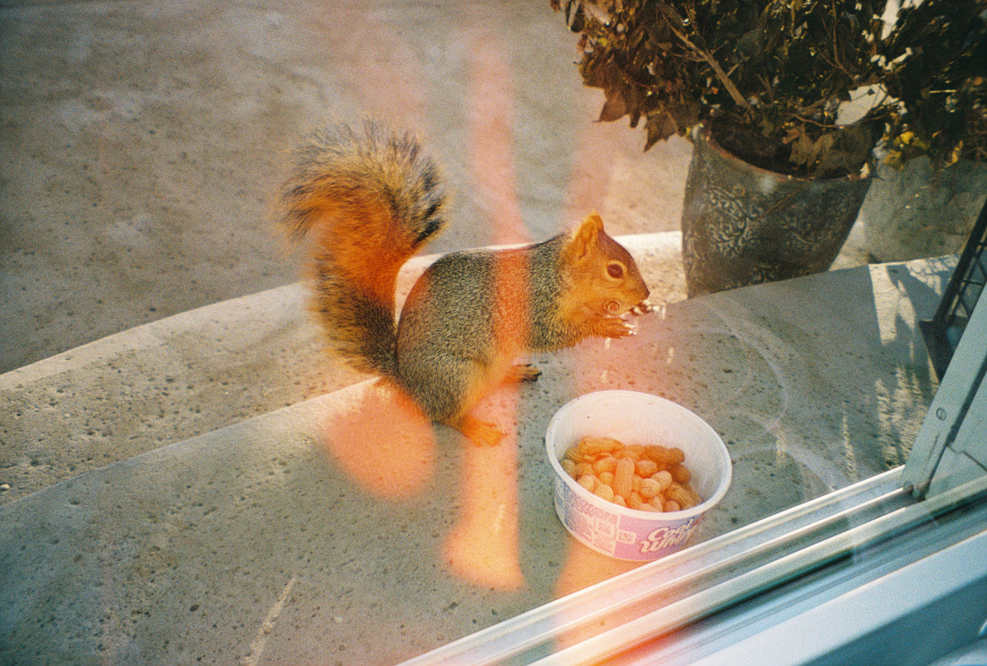 Squirrel III
