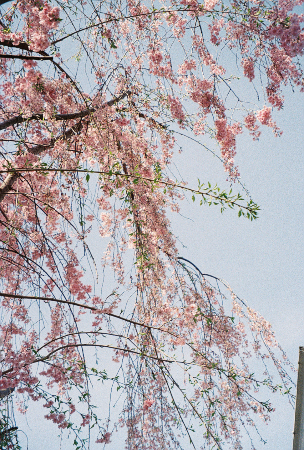 Pink Flowering Tree