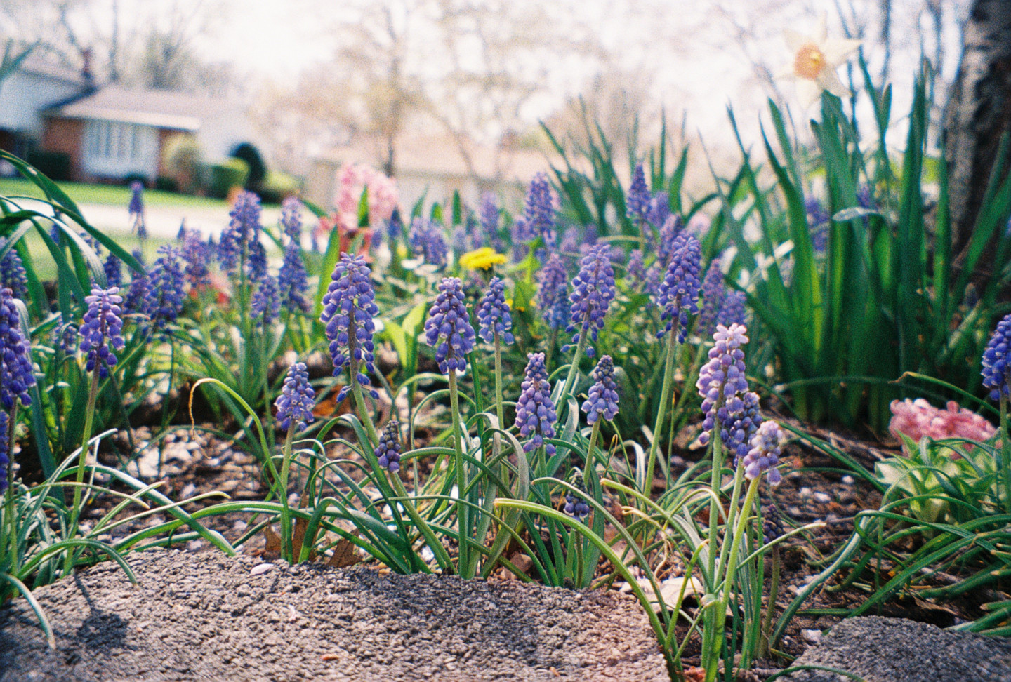 Purple Flowers