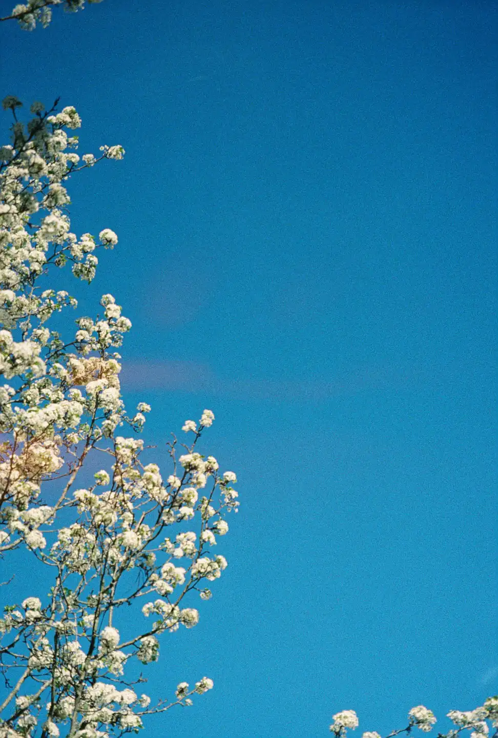 White Flowers; Blue Sky