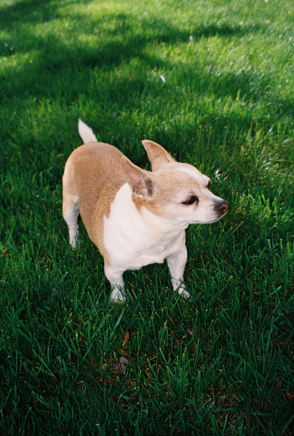 Jake in the Grass