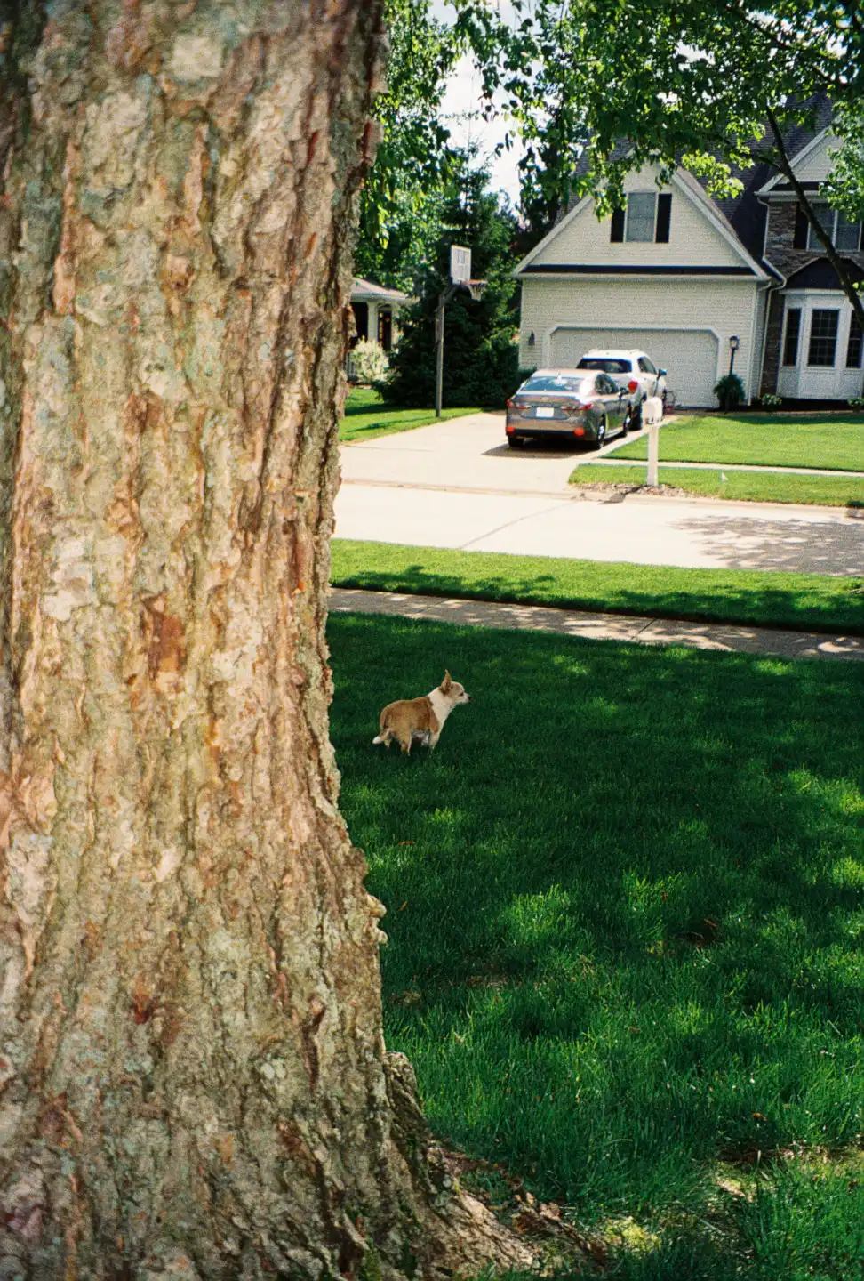 Jake in the Grass II