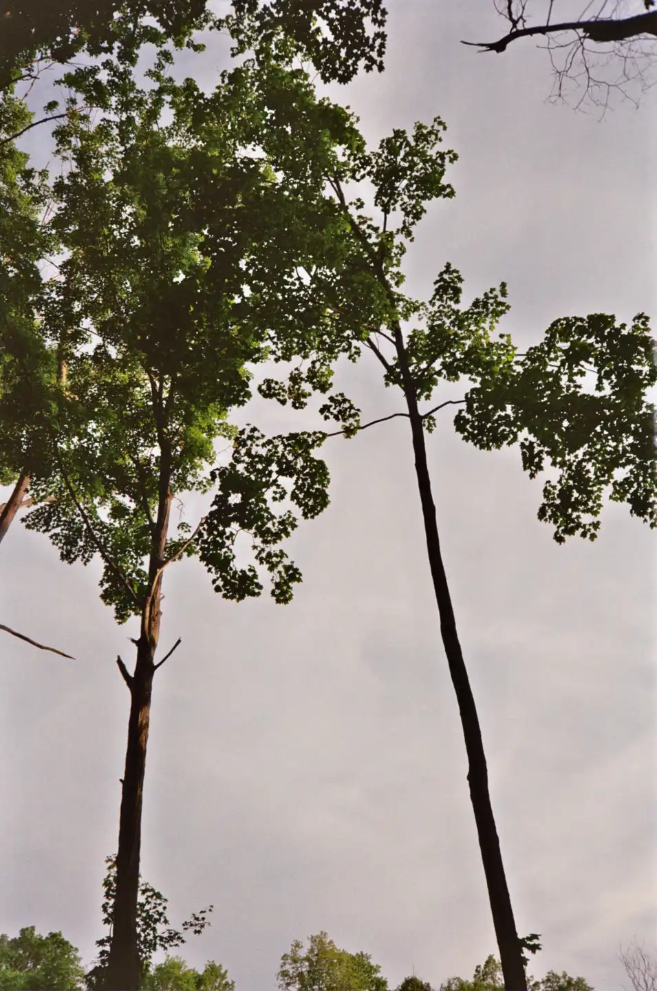 Exploring the Woods Behind Church