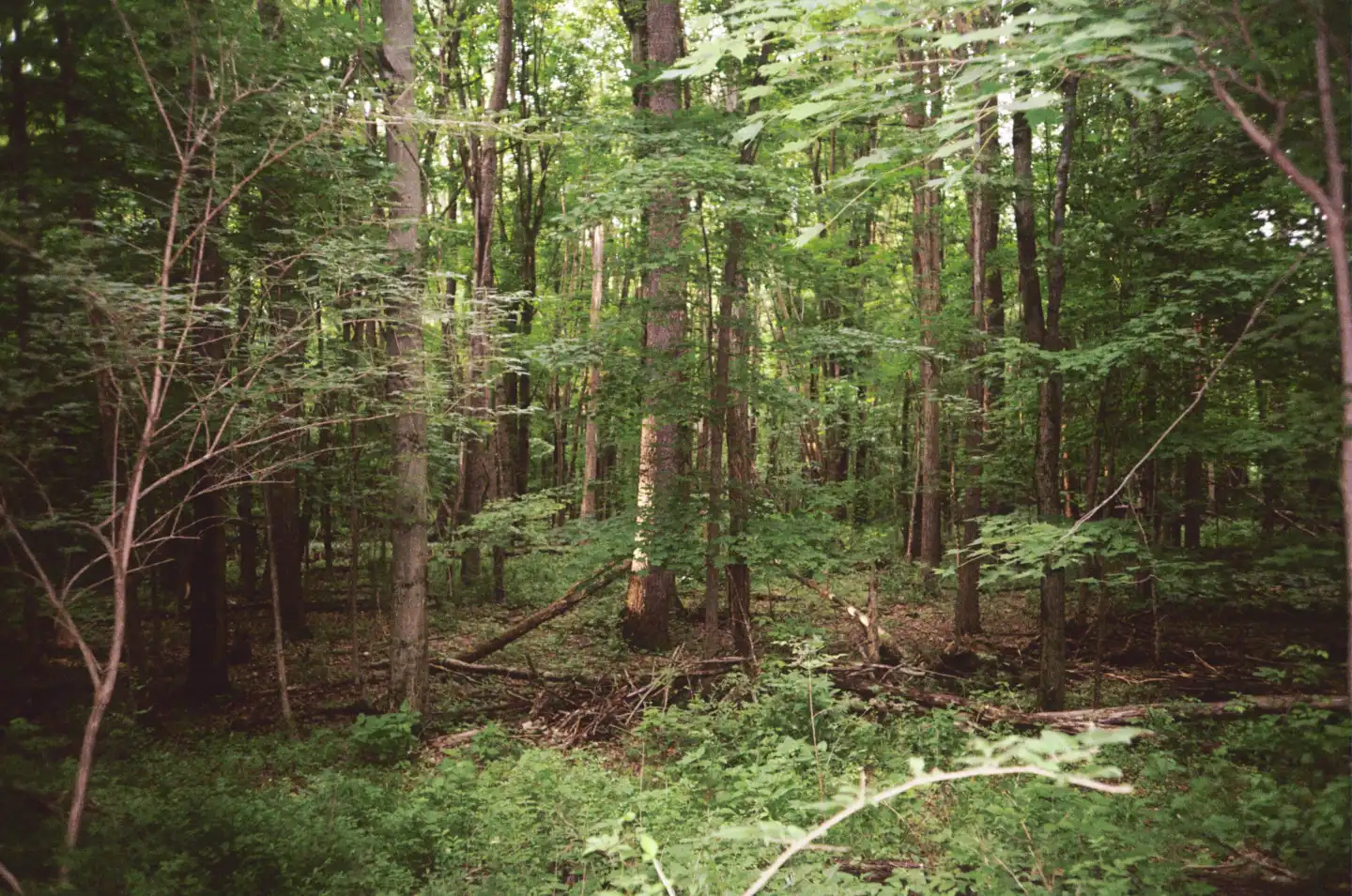 The Woods Behind Church