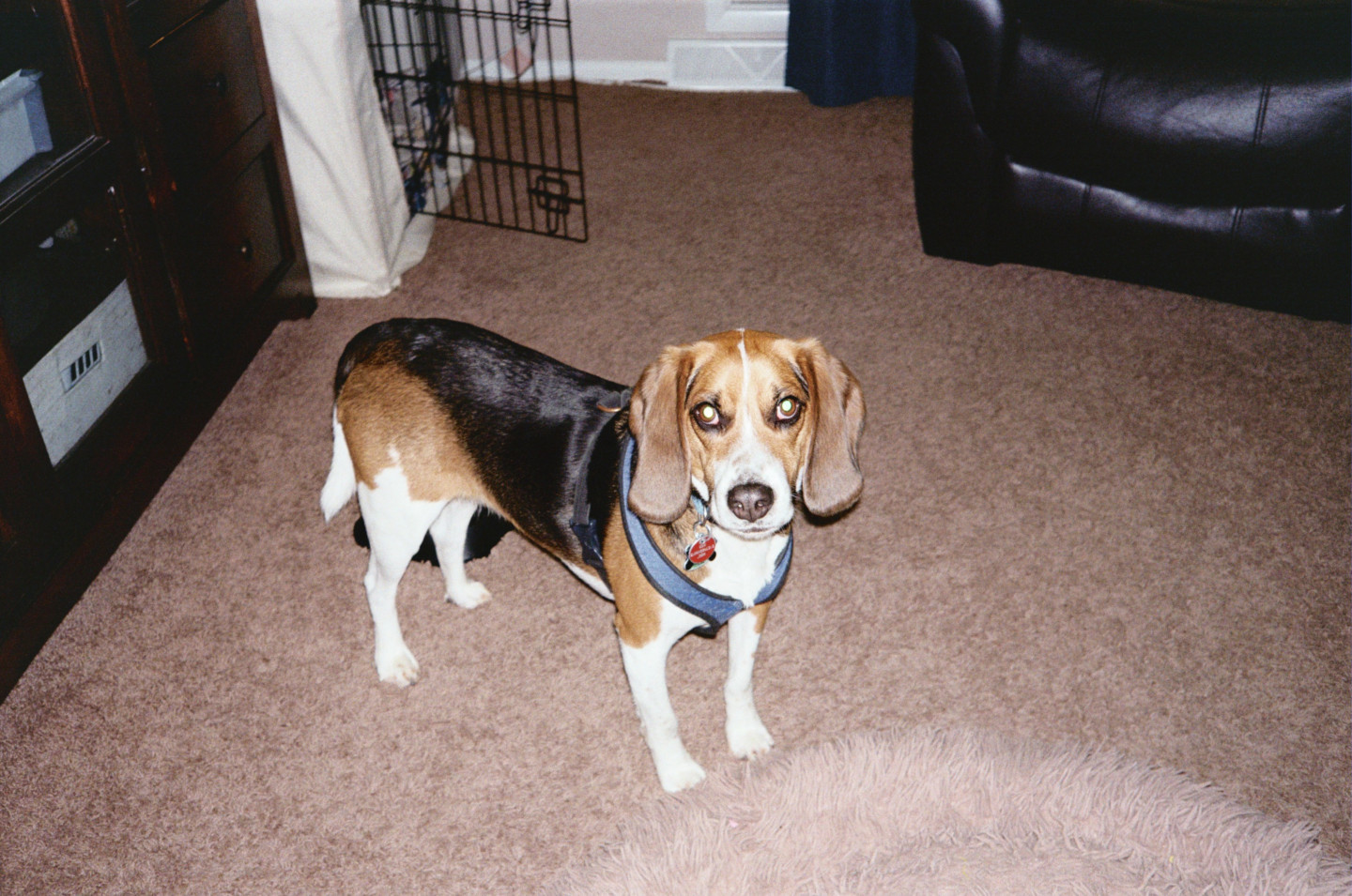 Dog Sitting: Scout