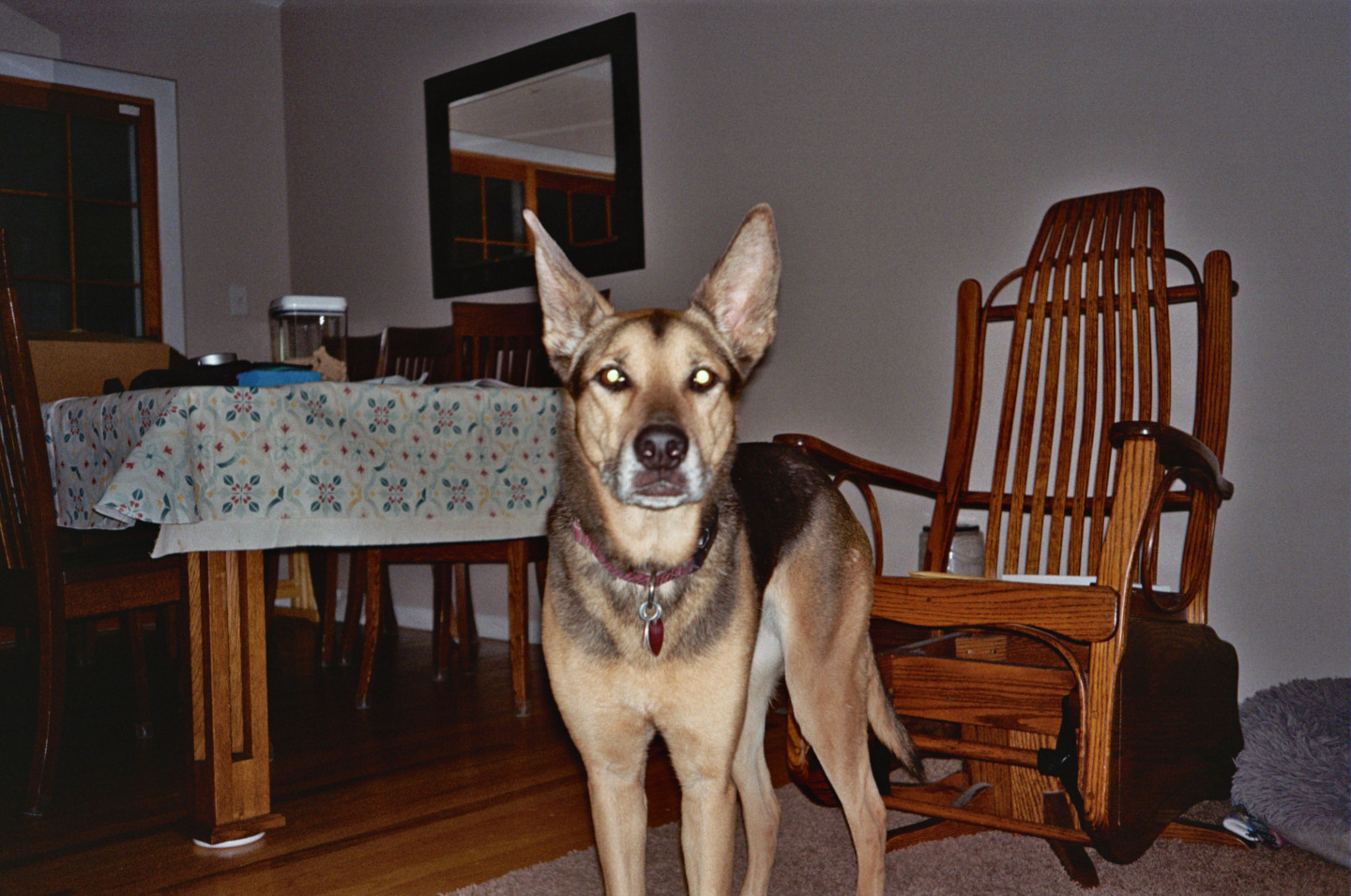 Dog Sitting: Jade