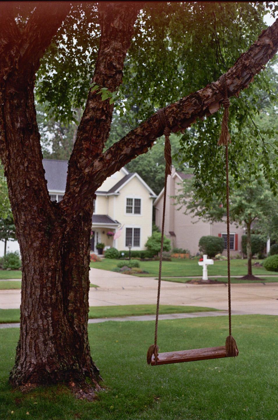 Front Yard Tree