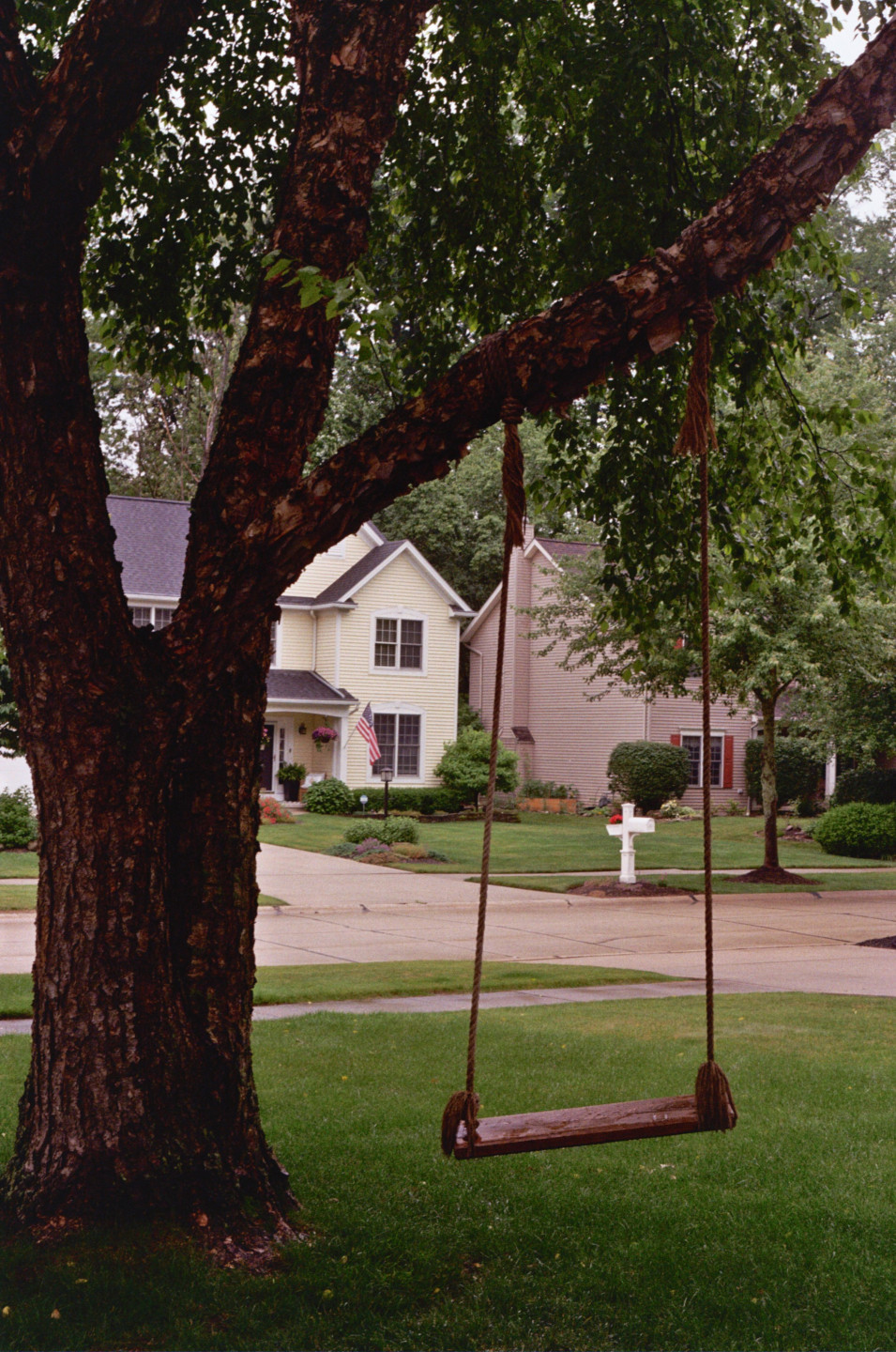 Front Yard Tree II