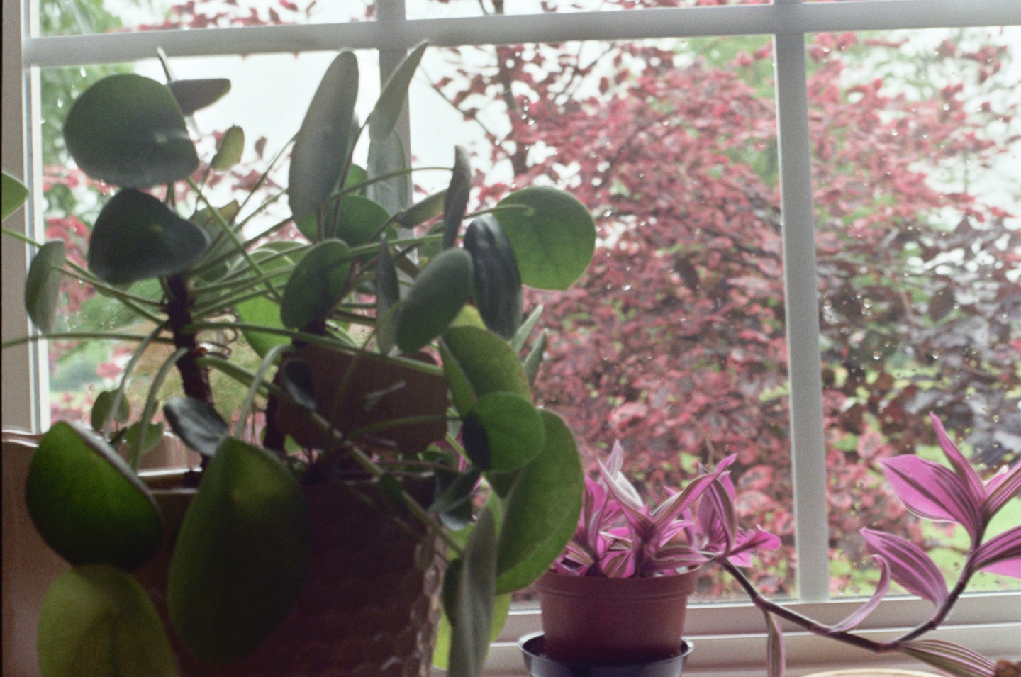 Plants