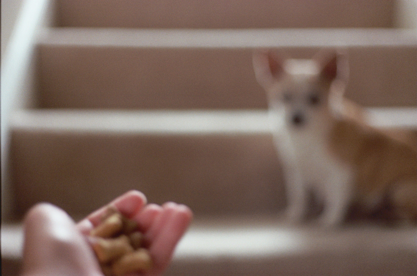 Treats for Jake