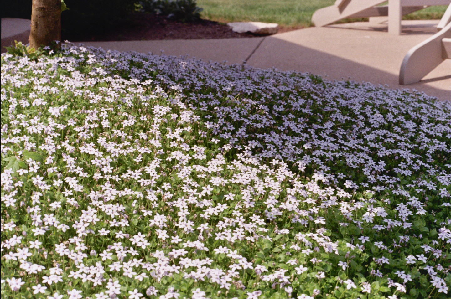 Flowering Plant