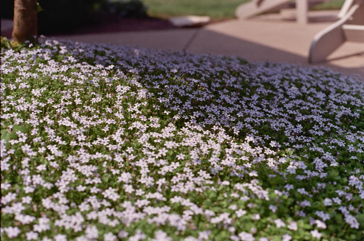 Flowering Plant II