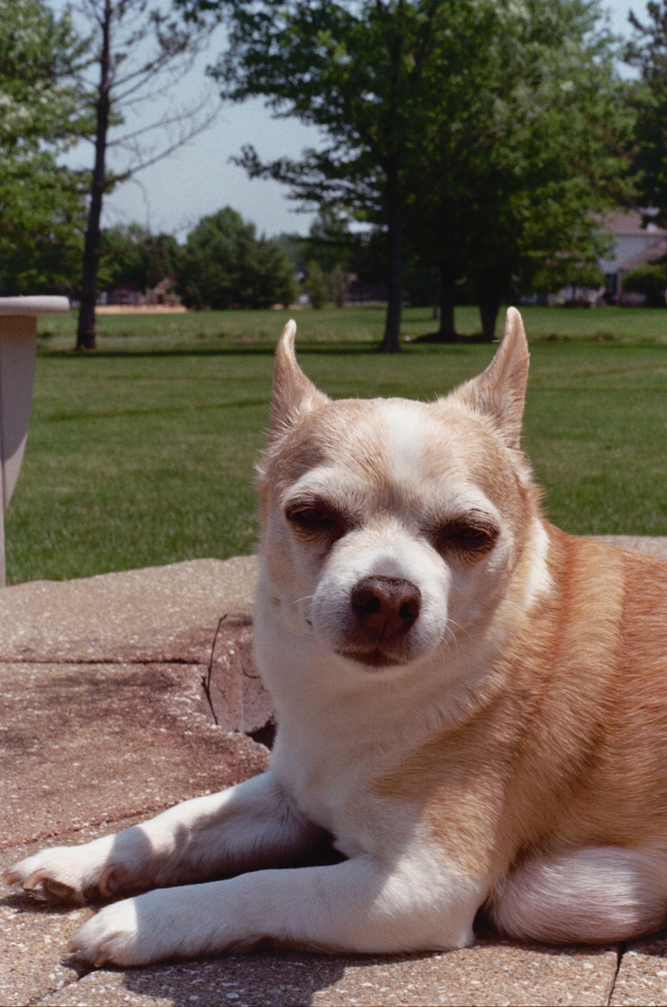 Jake, The Dog