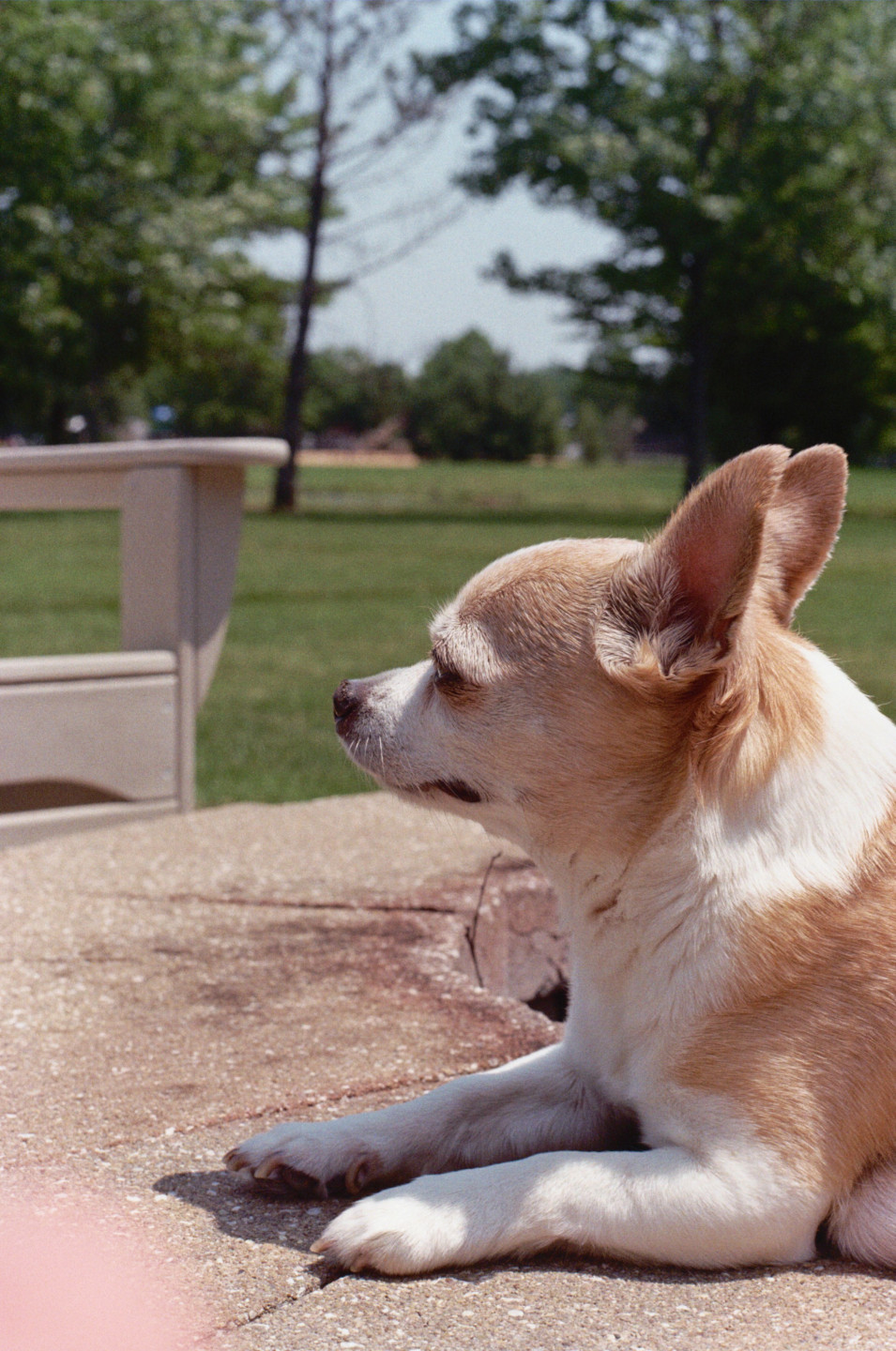 Jake, The Dog II
