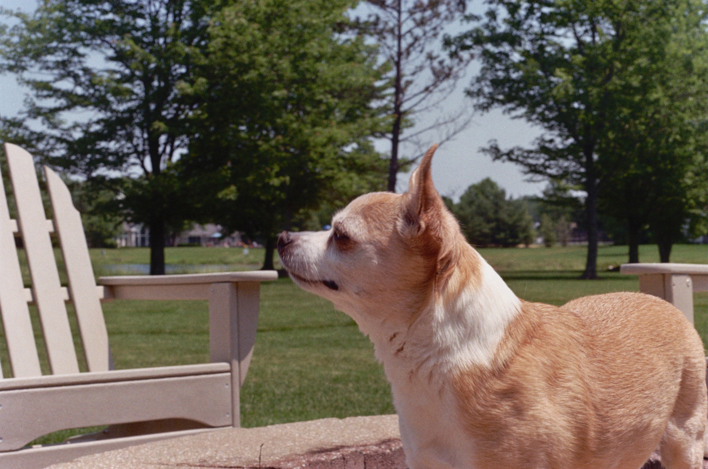 Jake, The Dog III