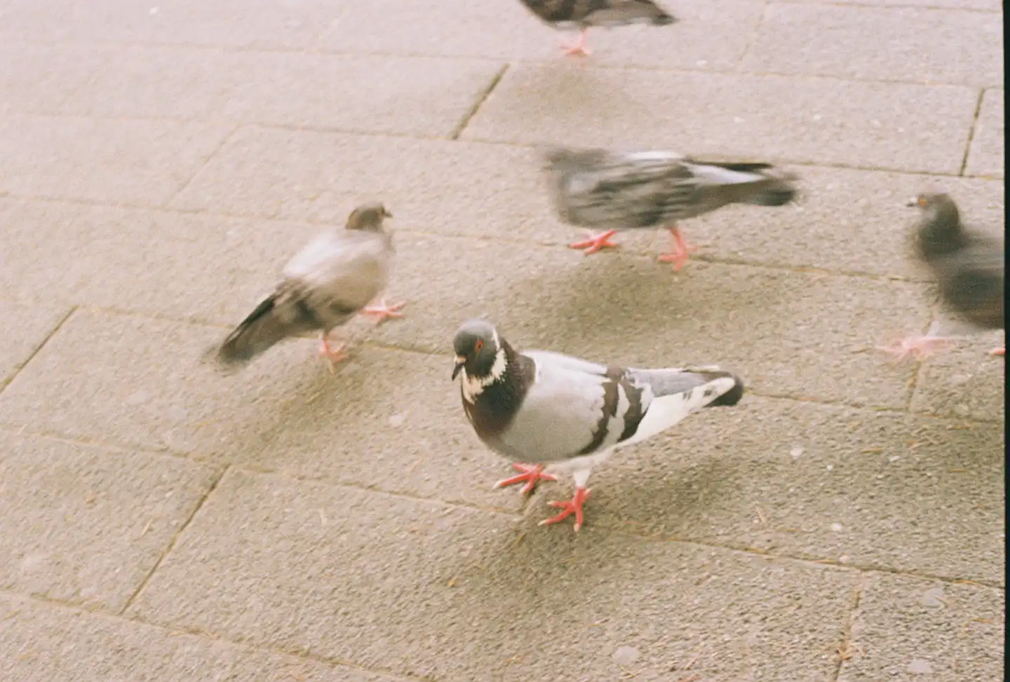 Pigeons of Serbia