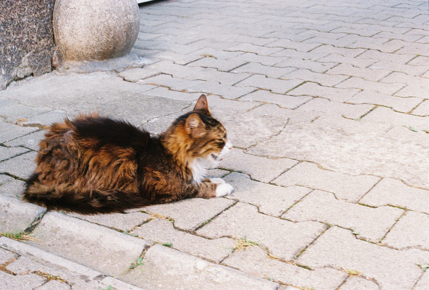 Stray Cat