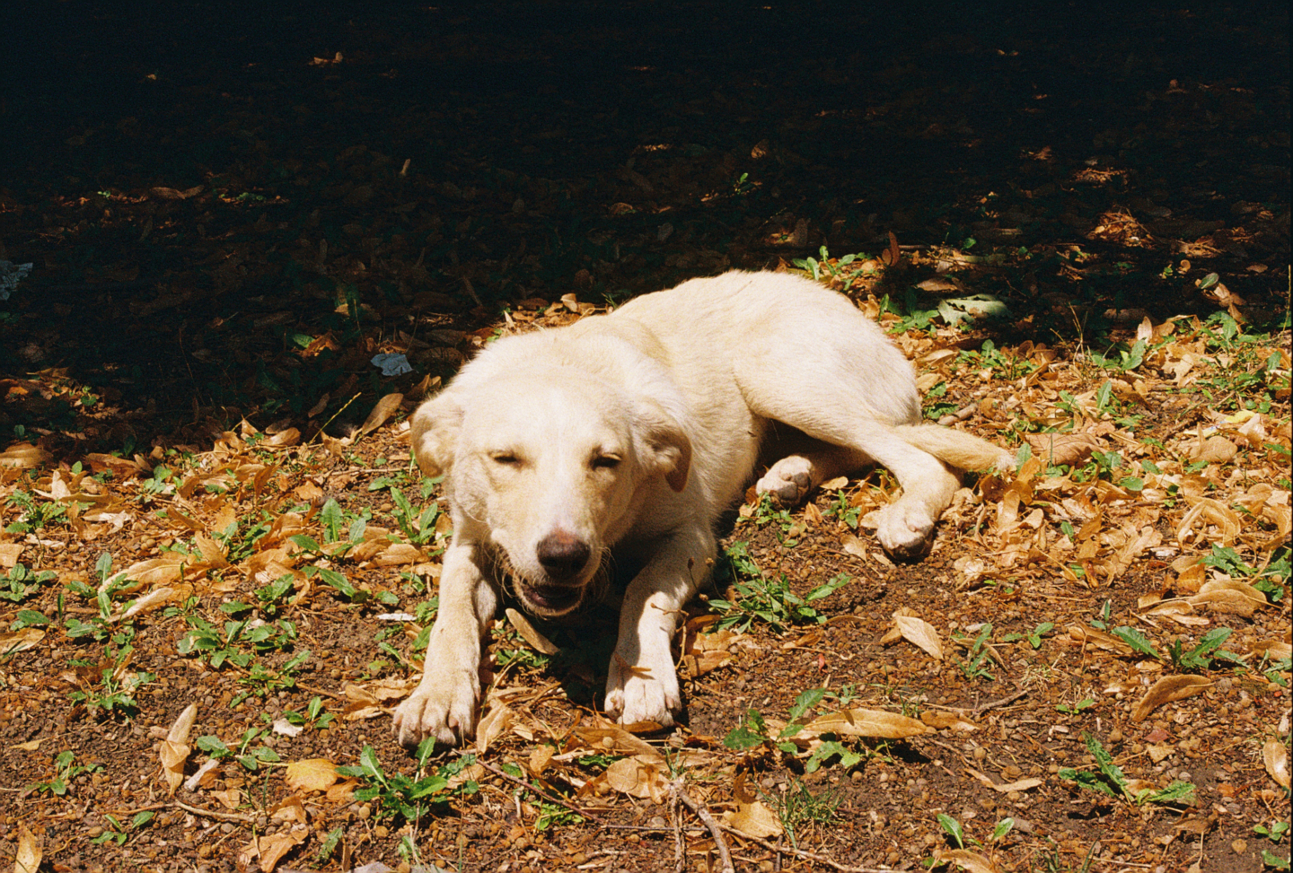 Stray Dog