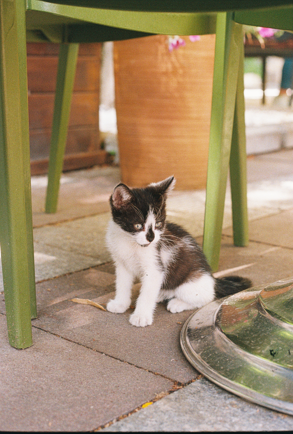 Stray Cat II