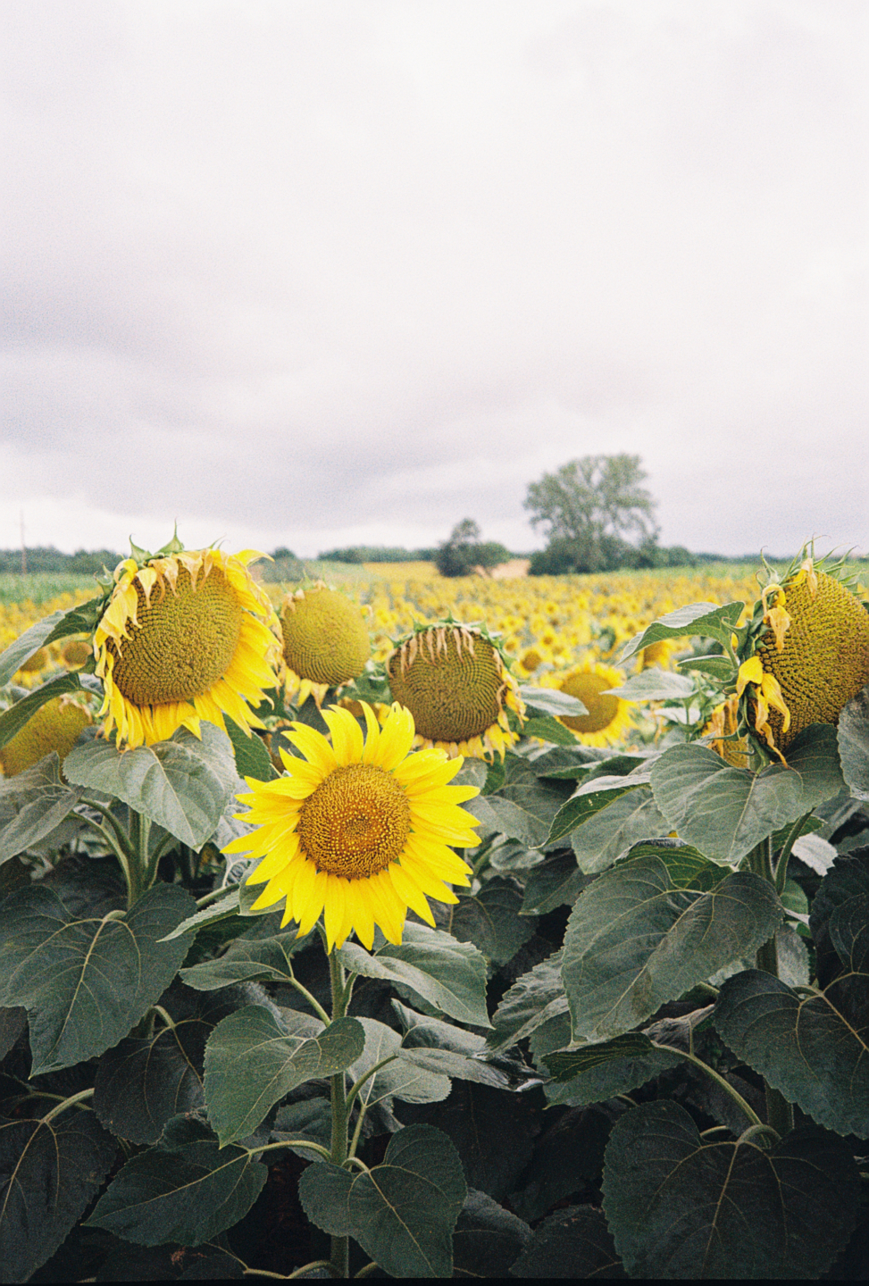 Sunflowers