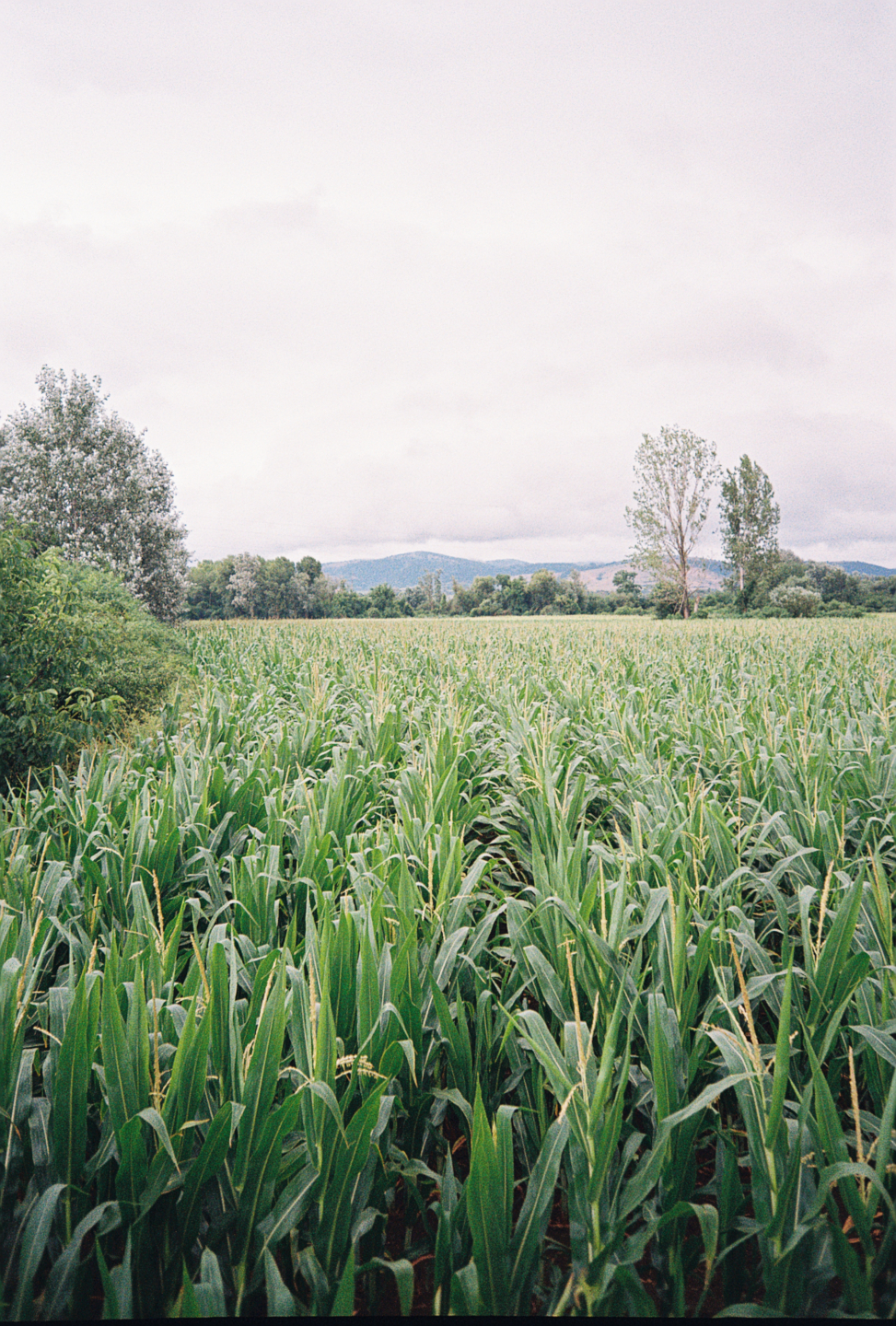 Corn Field