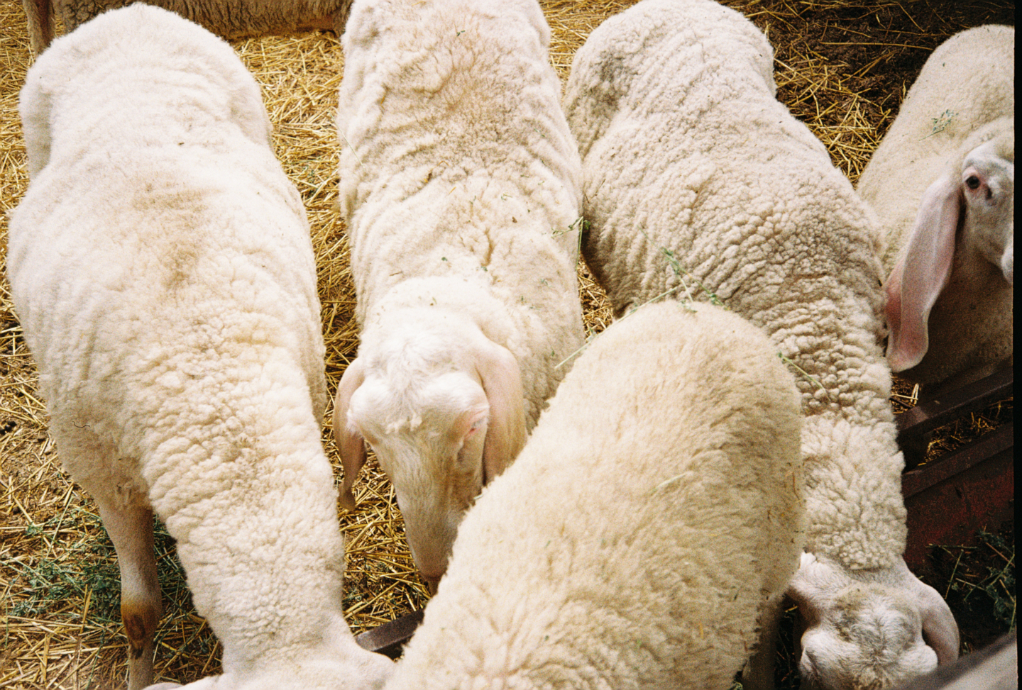 Sheep