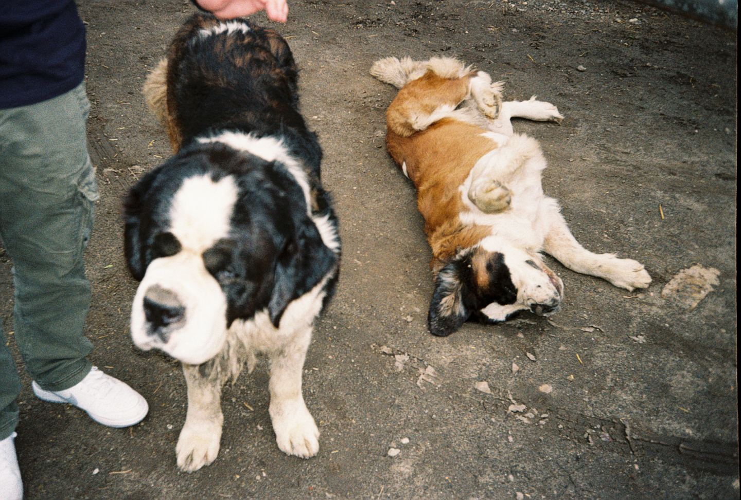 Big Dogs