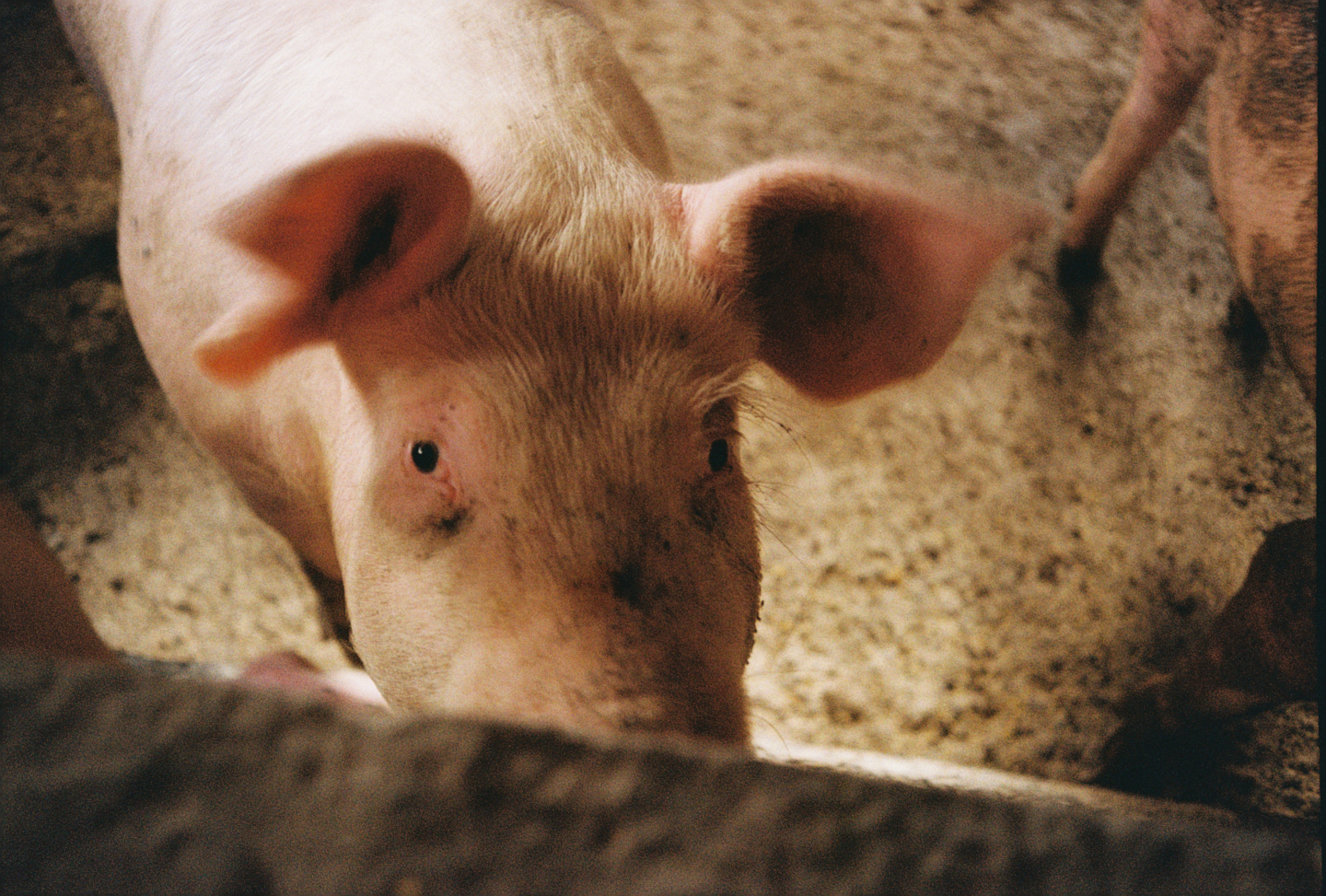 Pig