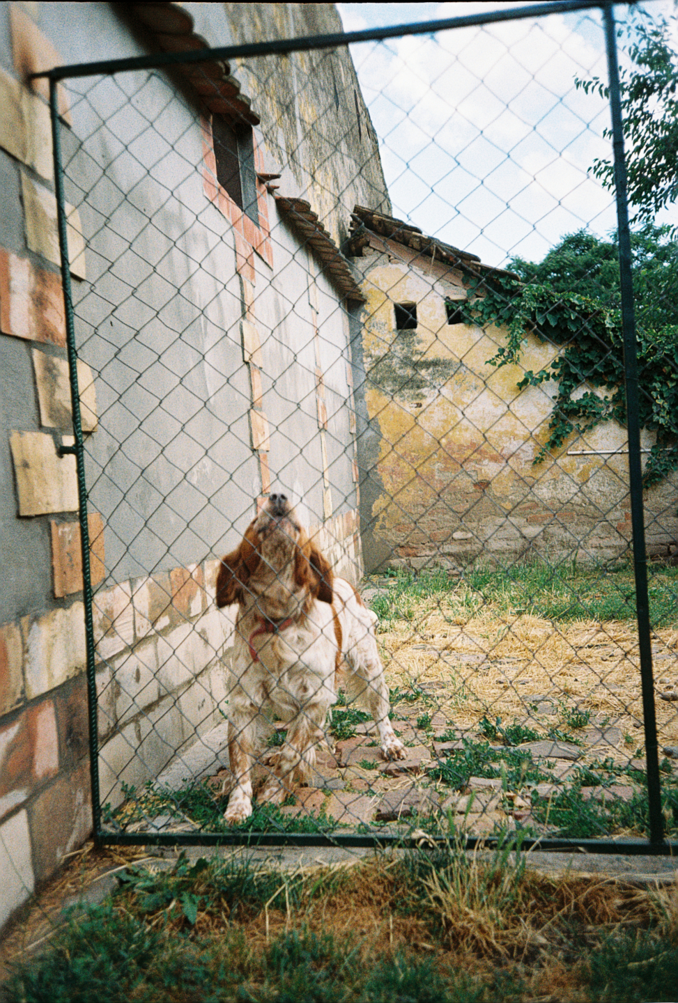 Hunting Dog