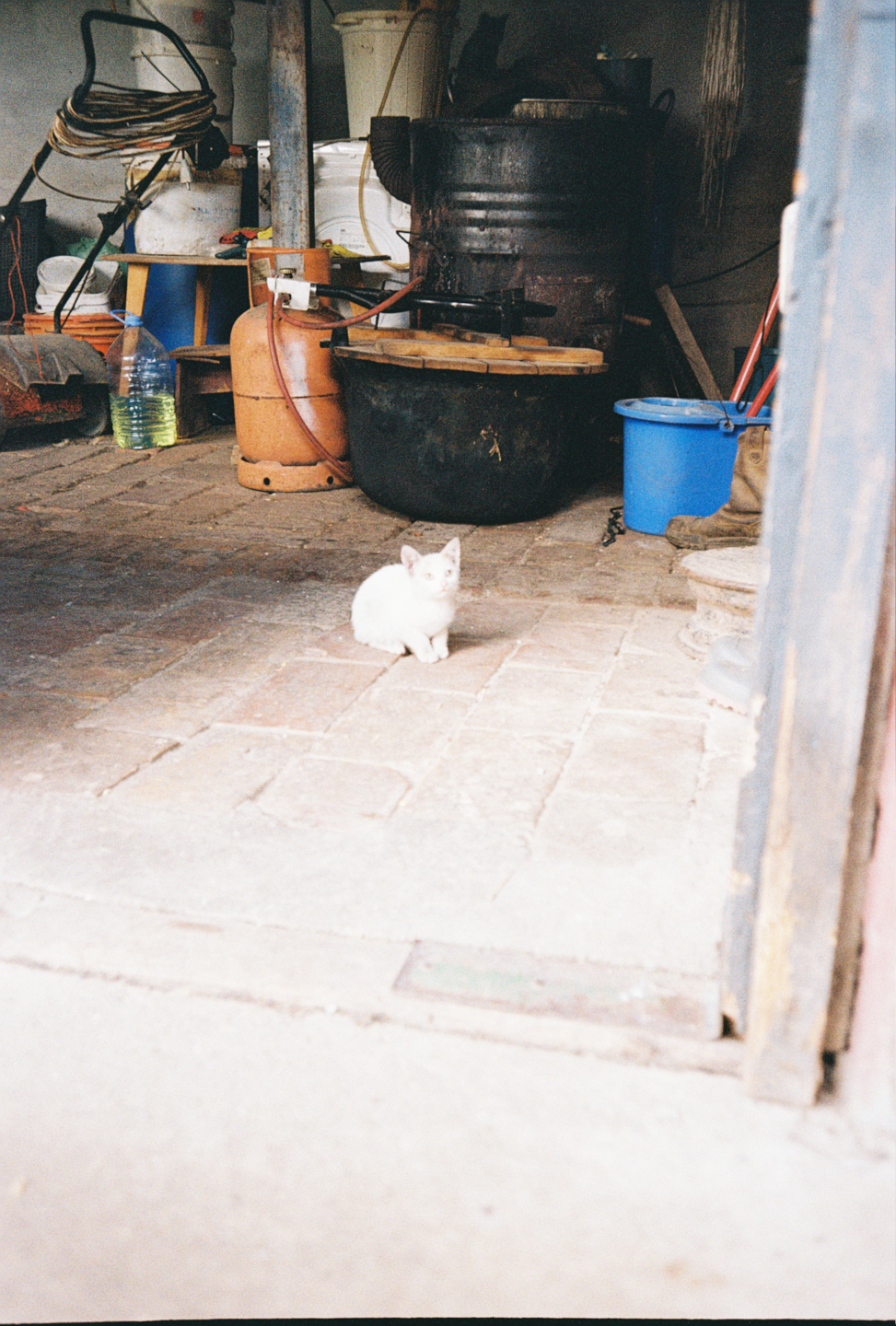 Young Kitten