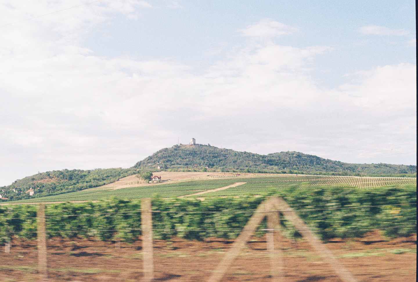 Vrsac Vineyards