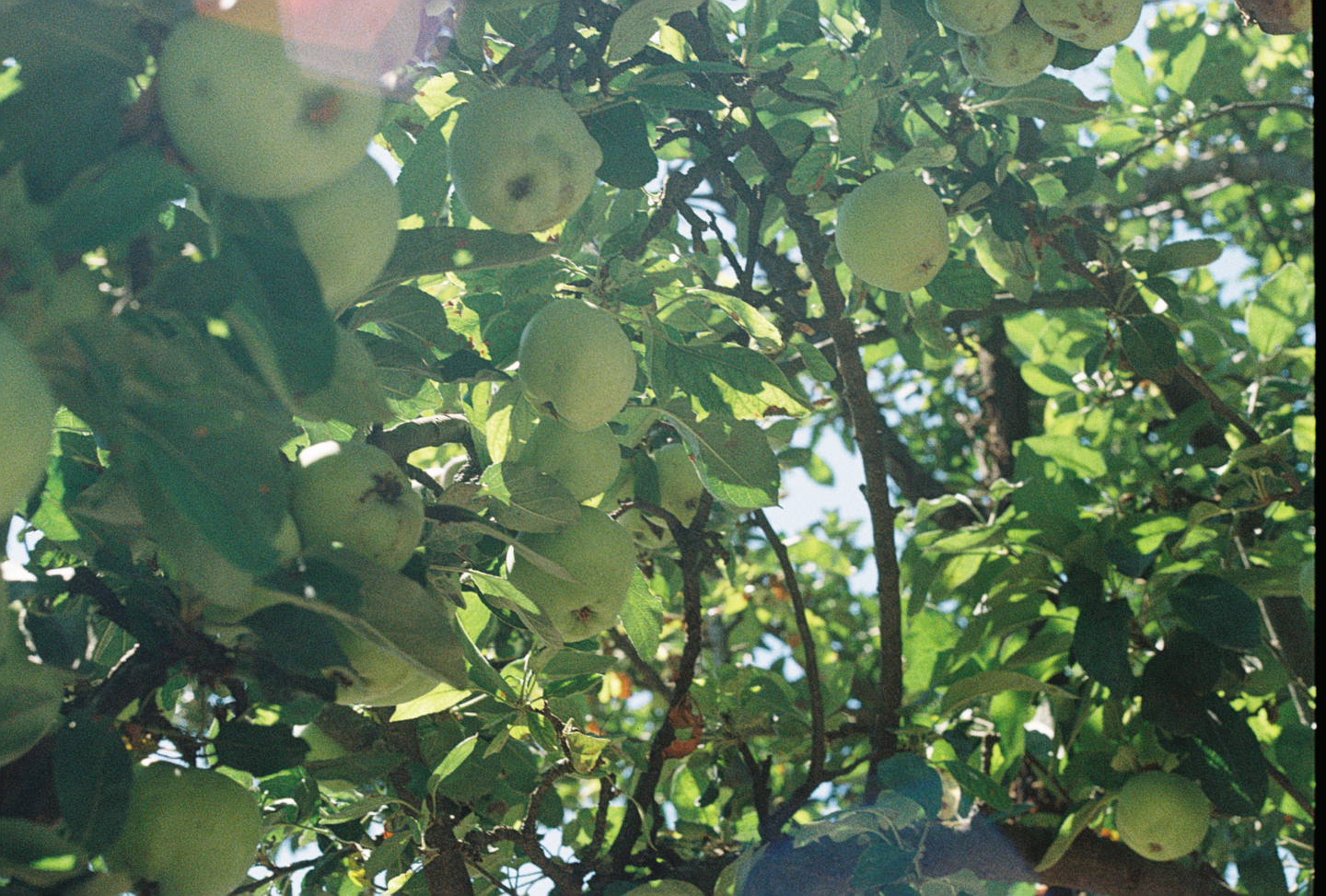 Fruit of Grebenac