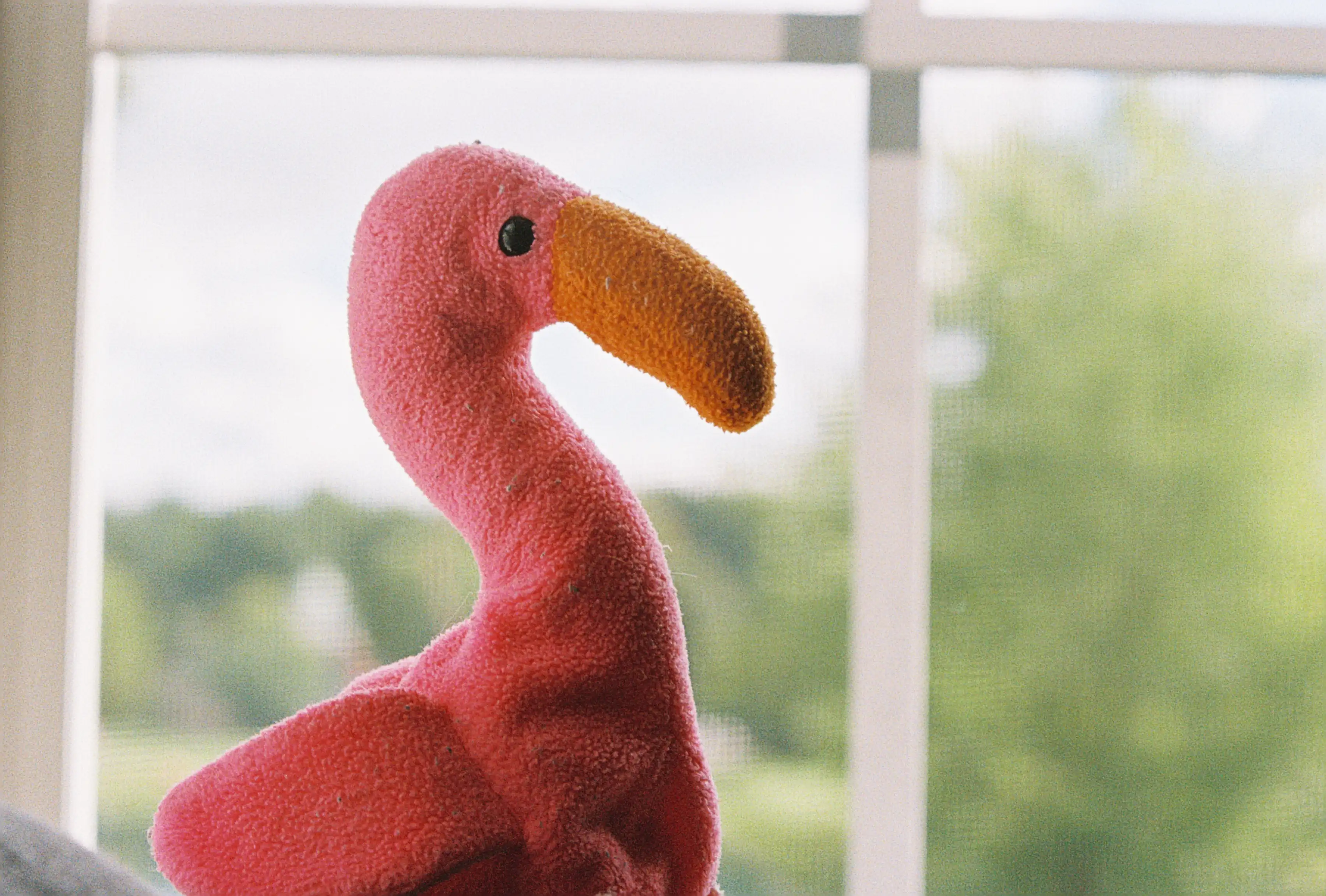 Pinky the Flamingo