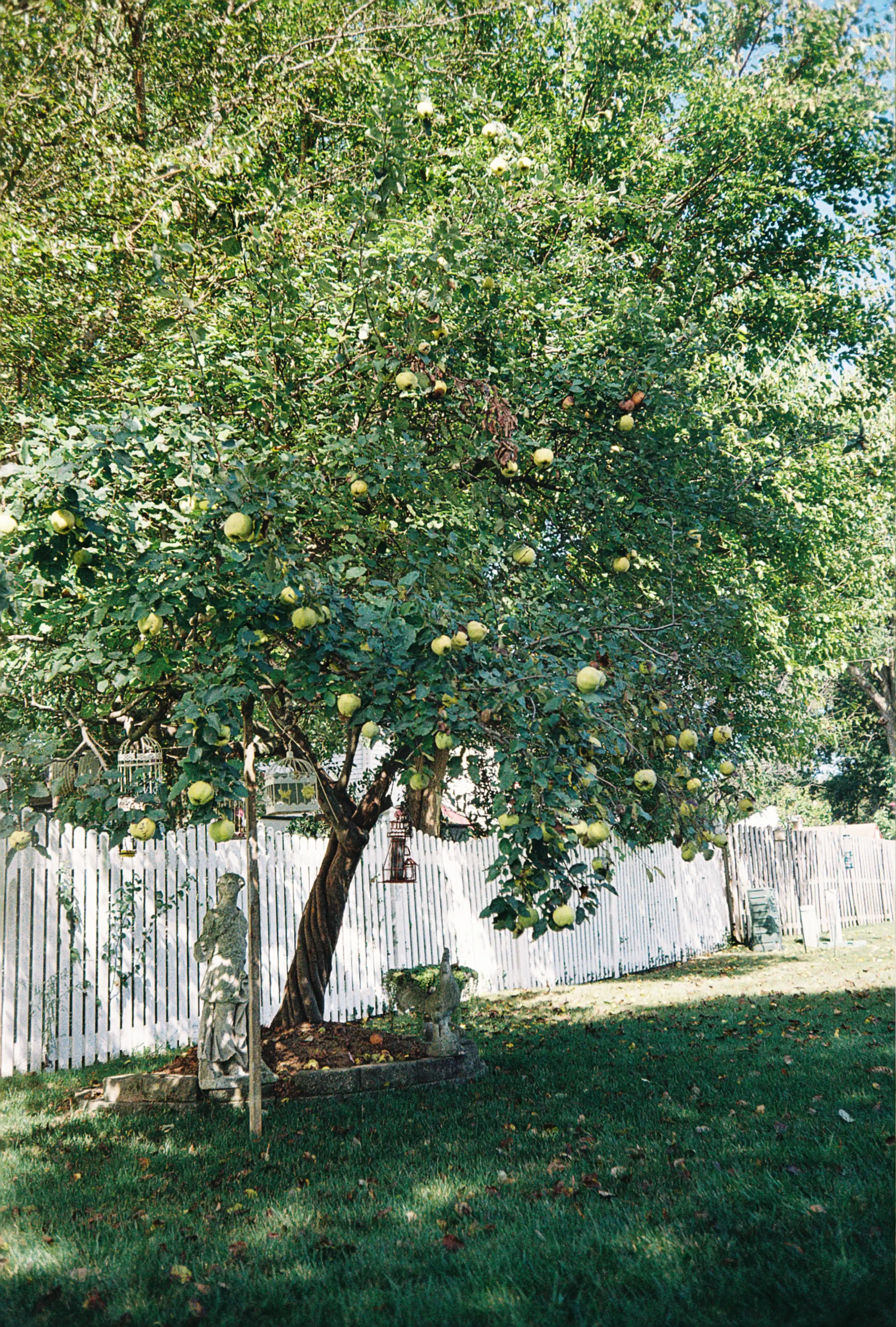 Quince Tree