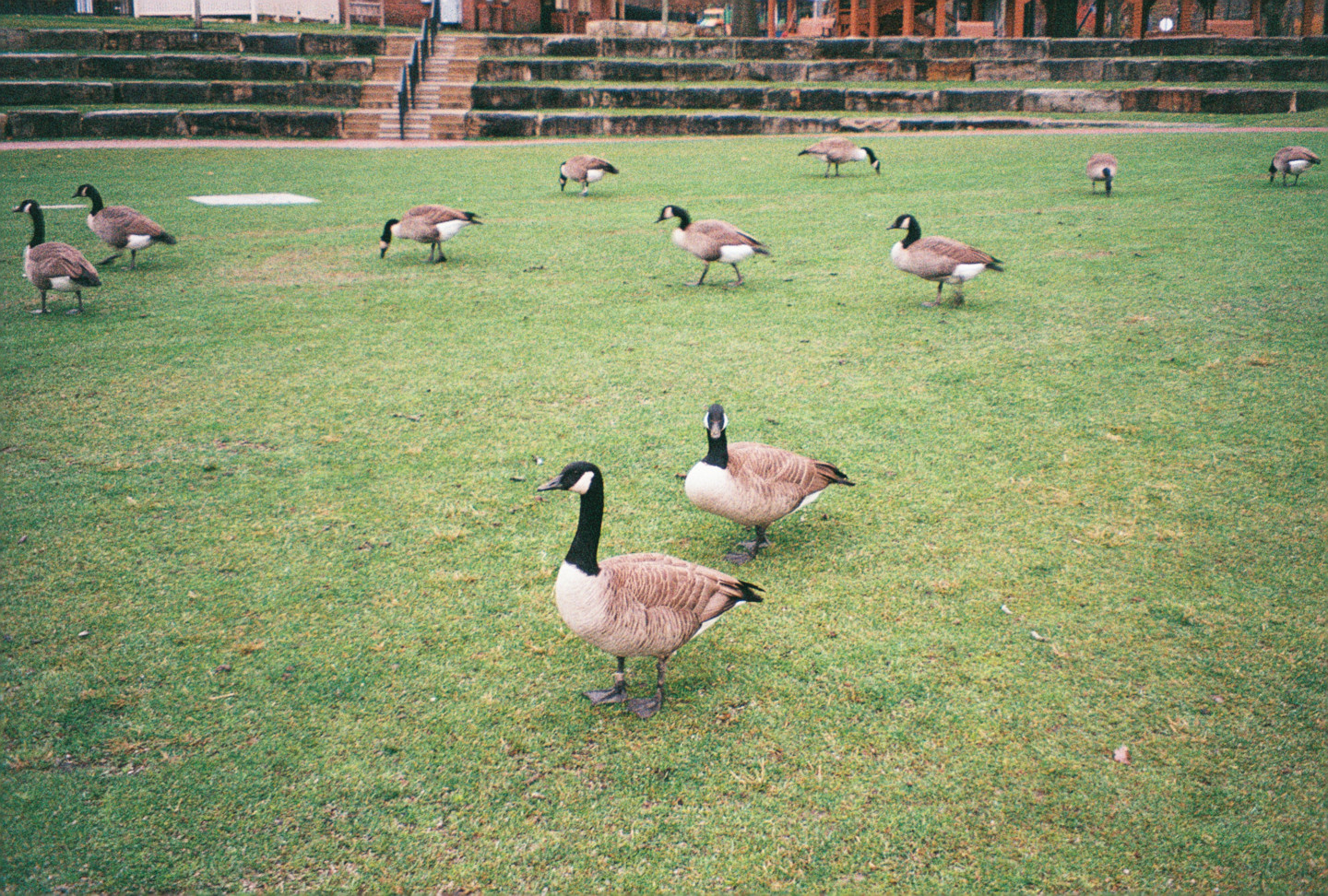 Geese of Coe Lake